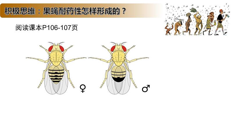 4.1 生物进化理论-2020-2021学年高一生物同步备课系列（新苏教版（2020）必修2）课件PPT08