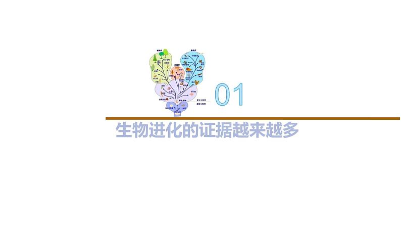 4.2 生物的多样性和适应性是进化的结果-2020-2021学年高一生物同步备课系列（新苏教版（2020）必修2）课件PPT03