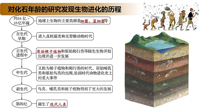 4.2 生物的多样性和适应性是进化的结果-2020-2021学年高一生物同步备课系列（新苏教版（2020）必修2）课件PPT05