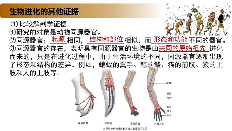 4.2 生物的多样性和适应性是进化的结果-2020-2021学年高一生物同步备课系列（新苏教版（2020）必修2）课件PPT07