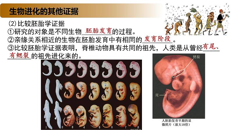 4.2 生物的多样性和适应性是进化的结果-2020-2021学年高一生物同步备课系列（新苏教版（2020）必修2）课件PPT08