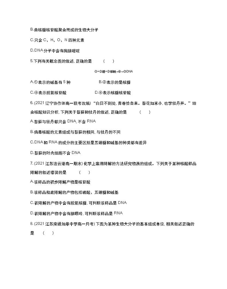 第二课时　核酸储存与传递遗传信息-2022版生物必修第一册 苏教版（2019） 同步练习 （Word含解析）02