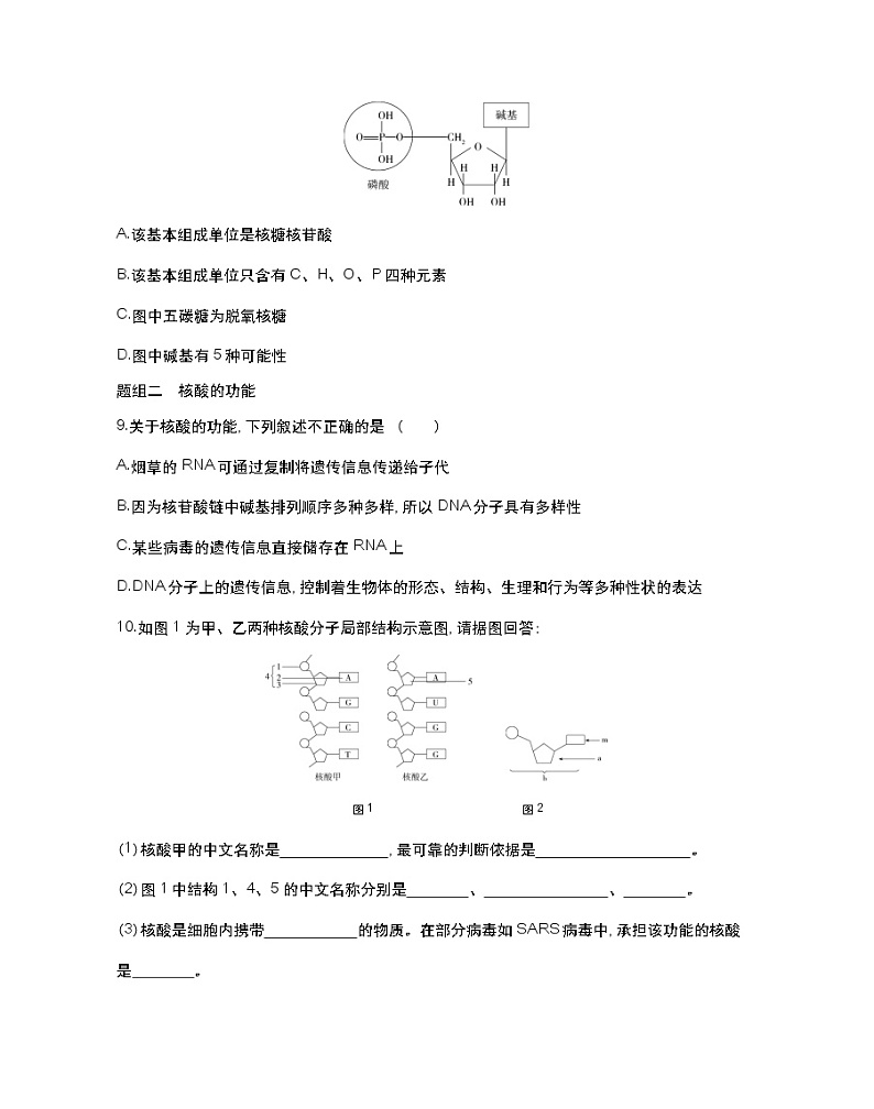 第二课时　核酸储存与传递遗传信息-2022版生物必修第一册 苏教版（2019） 同步练习 （Word含解析）03