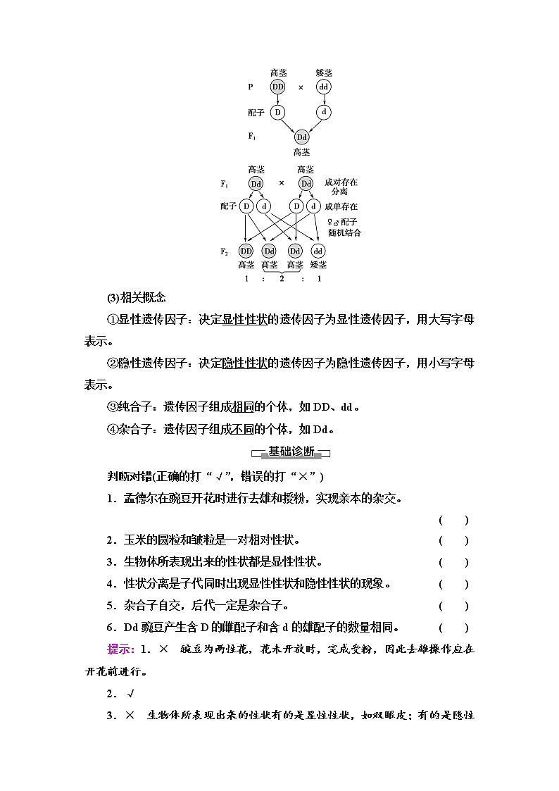 2021-2022学年高中生物新人教版必修第二册 第1章 第1节 第1课时 一对相对性状的杂交实验过程和解释 学案03