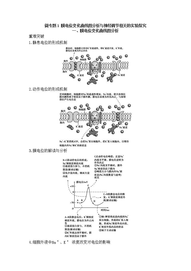 2021-2022学年新人教版生物选择性必修1 第2章 微专题1 膜电位变化曲线图分析与神经调节相关的实验探究 学案第1页