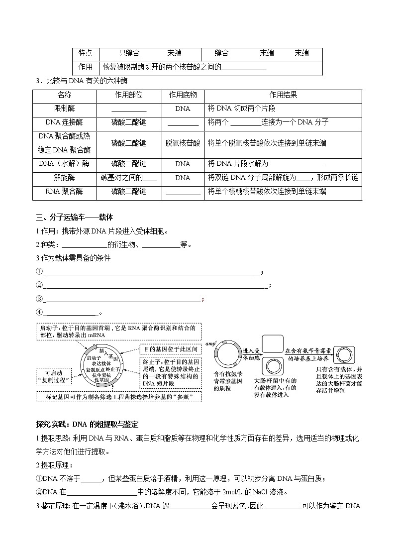 第三章  基因工程（填空版）必背知识 高中生物新人教版选择性必修3（2022年）第2页