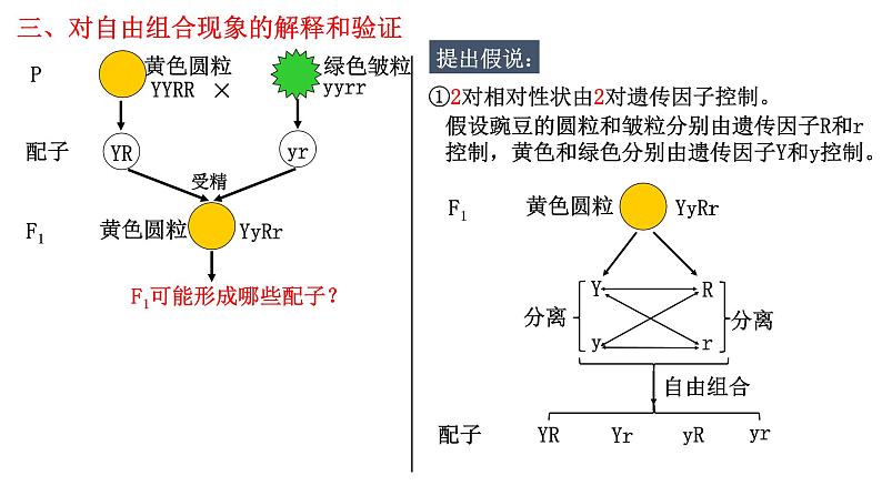 1.2 孟德尔的豌豆杂交实验（二）-2021-2022学年高一下学期生物同步考点精讲精练（人教版2019必修2）课件PPT07
