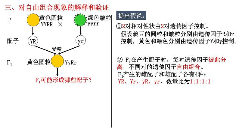 1.2 孟德尔的豌豆杂交实验（二）-2021-2022学年高一下学期生物同步考点精讲精练（人教版2019必修2）课件PPT08
