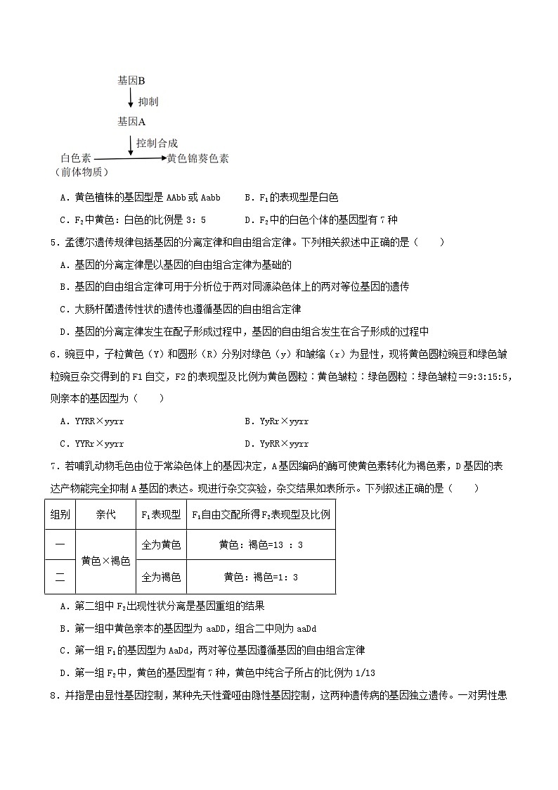 1.2 孟德尔的豌豆杂交实验（二）-2021-2022学年高一下学期生物同步考点精讲精练（人教版2019必修2）课件PPT02