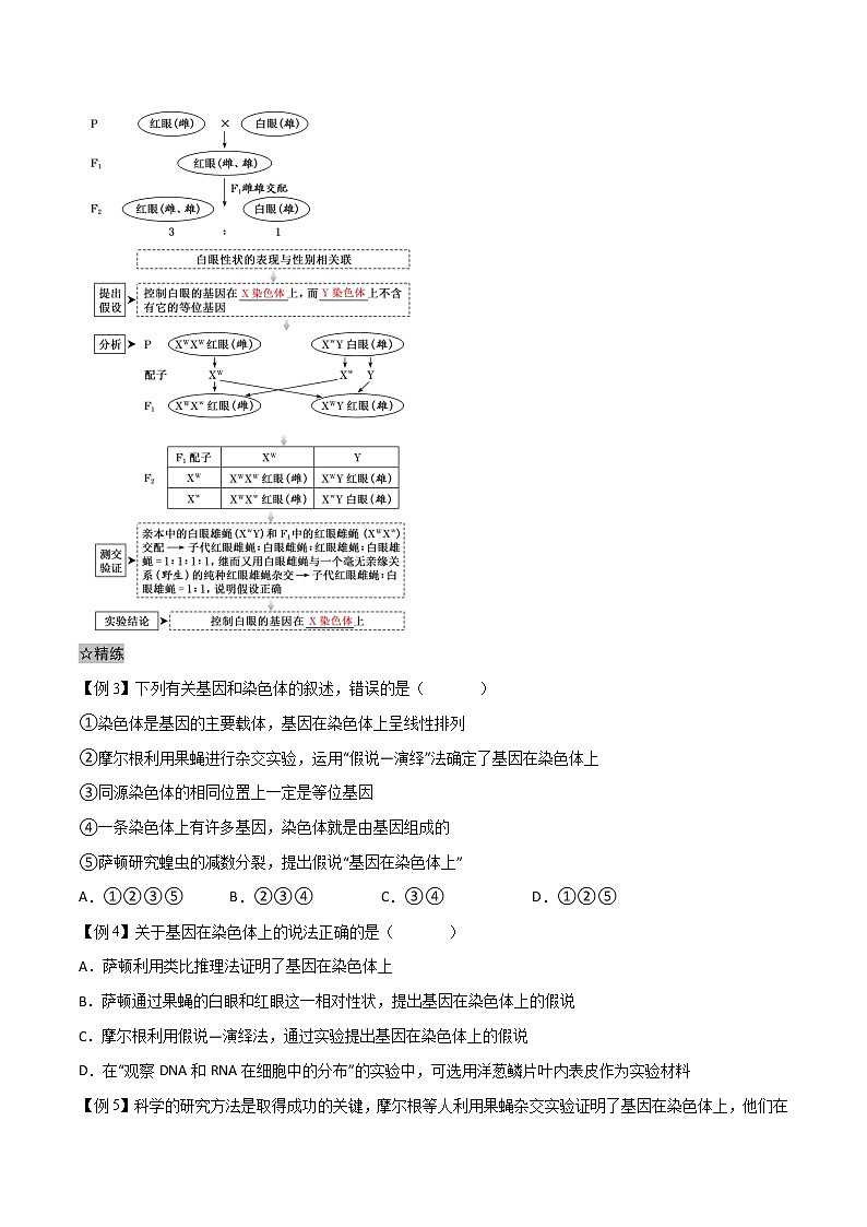 2.2 基因在染色体上-2021-2022学年高一下学期生物同步考点精讲精练（人教版2019必修2）（原卷版）第2页