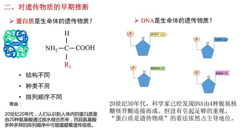 3.1 DNA是主要的遗传物质（课件精讲）第4页