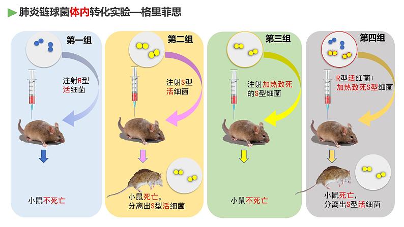 3.1 DNA是主要的遗传物质（课件精讲）第7页