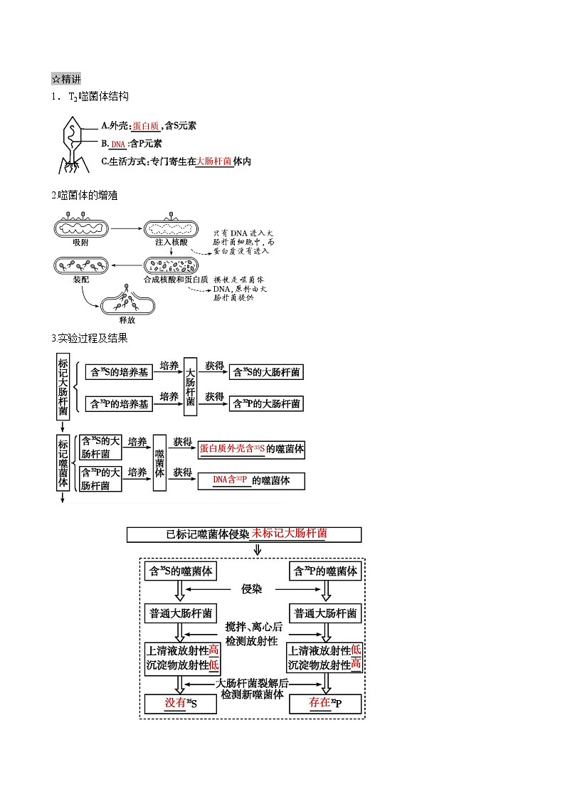 3.1 DNA是主要的遗传物质-2021-2022学年高一下学期生物同步考点精讲精练（人教版2019必修2）（原卷版）第3页