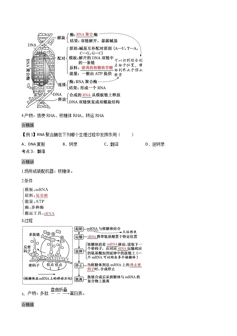 4.1 基因指导蛋白质的合成-2021-2022学年高一下学期生物同步考点精讲精练（人教版2019必修2）（原卷版）第2页