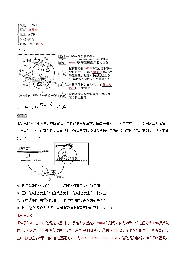 4.1 基因指导蛋白质的合成-2021-2022学年高一下学期生物同步考点精讲精练（人教版2019必修2）（解析版）第3页