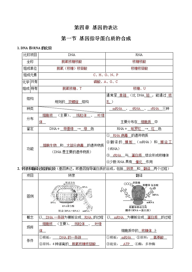第四章 基因的表达（教师版）必背知识 高中生物新人教版必修2（2022年）第1页