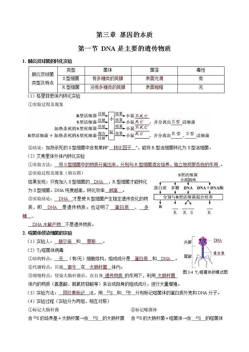 第三章 基因的本质（教师版）必背知识 高中生物新人教版必修2（2022年）01