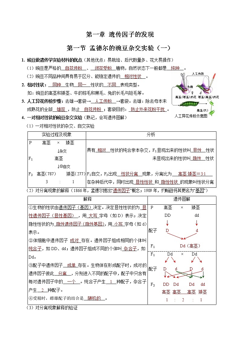 第一章 遗传因子的发现（教师版）必背知识 高中生物新人教版必修2（2022年）第1页