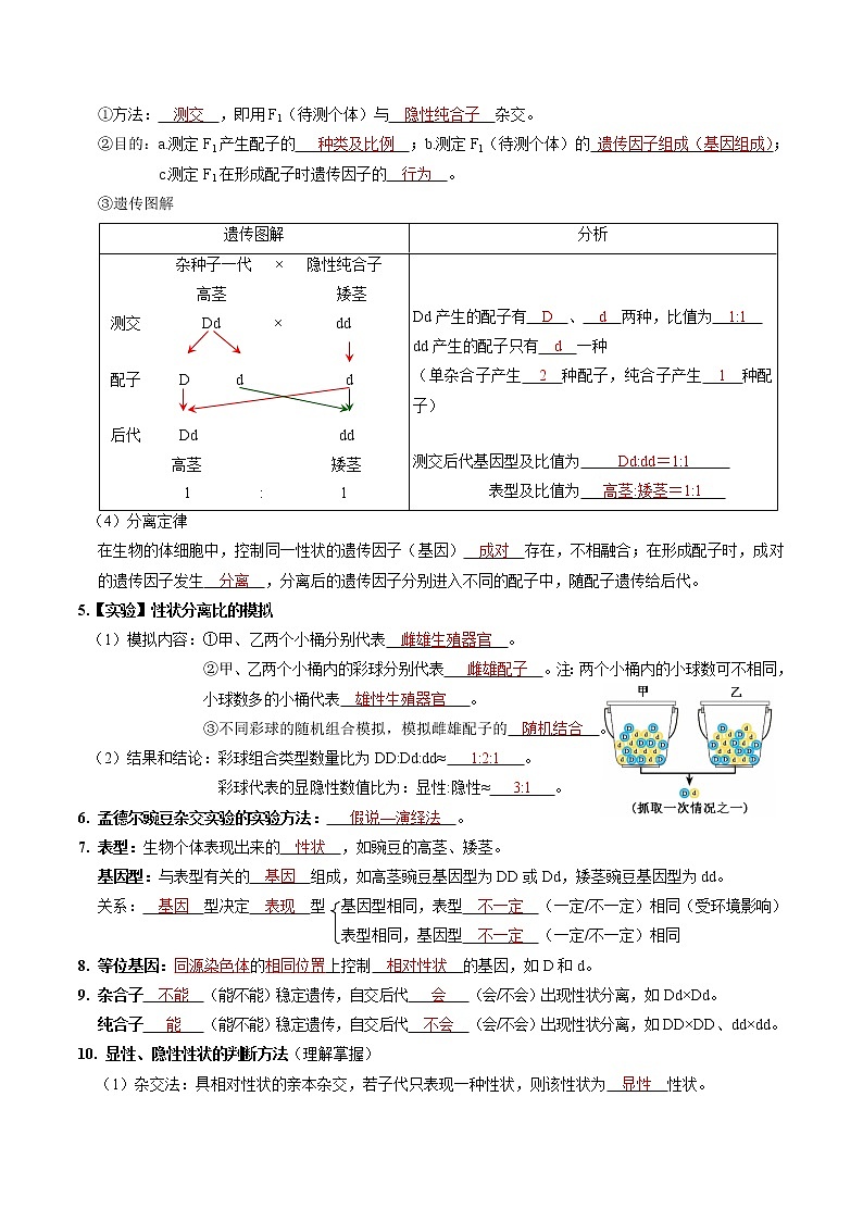 第一章 遗传因子的发现（教师版）必背知识 高中生物新人教版必修2（2022年）第2页
