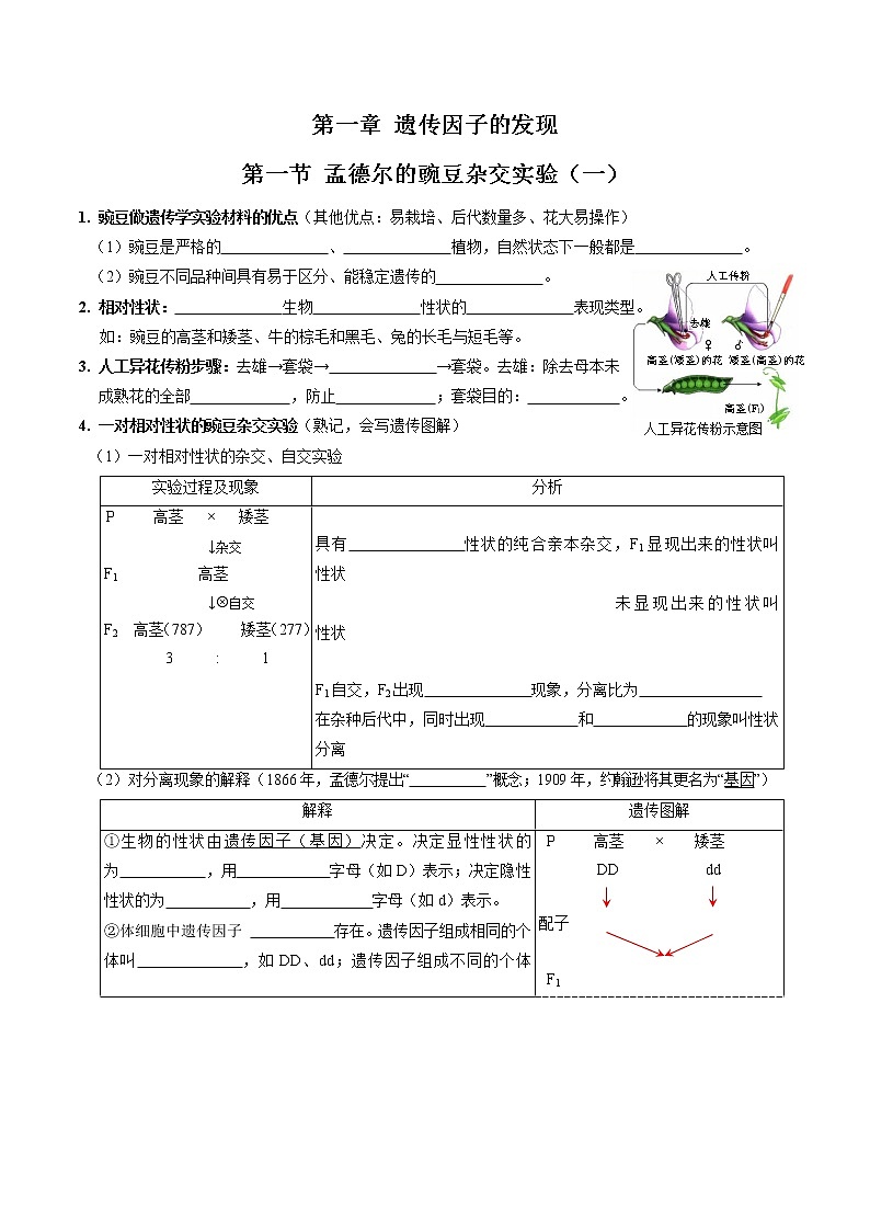 第一章 遗传因子的发现（填空版）必背知识 高中生物新人教版必修2（2022年）01