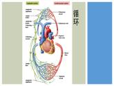 1.1 细胞生活的环境 课件-【新教材】2021-2022学年高二生物选择性（2019）必修一