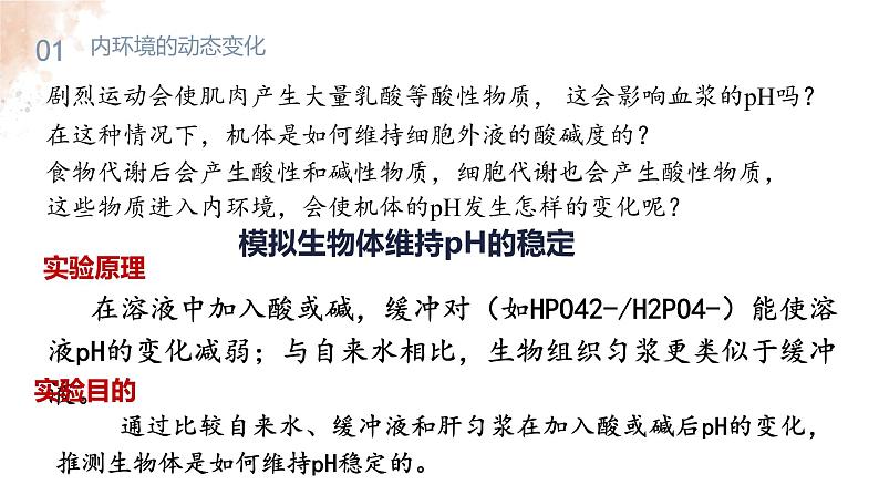 1.2 内环境的稳态 课件-【新教材】2021-2022学年高二生物选择性（2019）必修一第4页