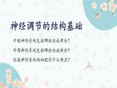 2.1 神经调节的结构基础 课件-【新教材】2021-2022学年高二生物选择性（2019）必修一
