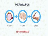 2.1 神经调节的结构基础 课件-【新教材】2021-2022学年高二生物选择性（2019）必修一