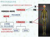 2.1 神经调节的结构基础 课件-【新教材】2021-2022学年高二生物选择性（2019）必修一