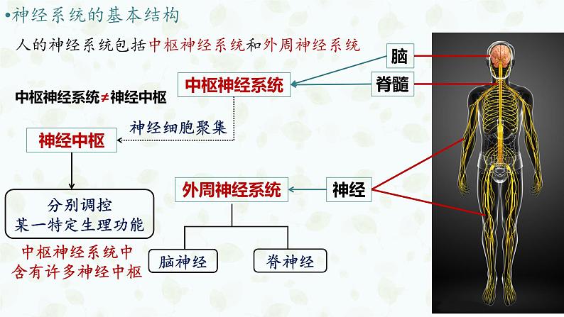 2.1 神经调节的结构基础 课件-【新教材】2021-2022学年高二生物选择性（2019）必修一05