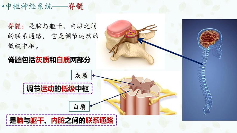 2.1 神经调节的结构基础 课件-【新教材】2021-2022学年高二生物选择性（2019）必修一08