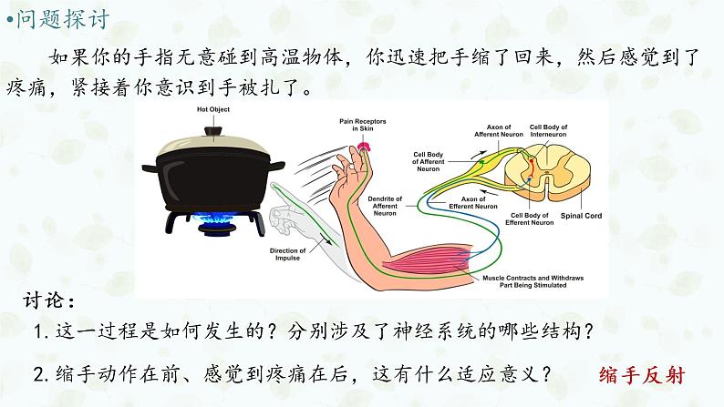 2.2 神经调节的基本方式 课件-【新教材】2021-2022学年高二生物选择性（2019）必修一04