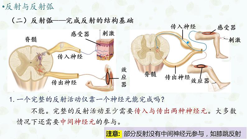 2.2 神经调节的基本方式 课件-【新教材】2021-2022学年高二生物选择性（2019）必修一07