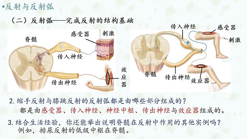 2.2 神经调节的基本方式 课件-【新教材】2021-2022学年高二生物选择性（2019）必修一08