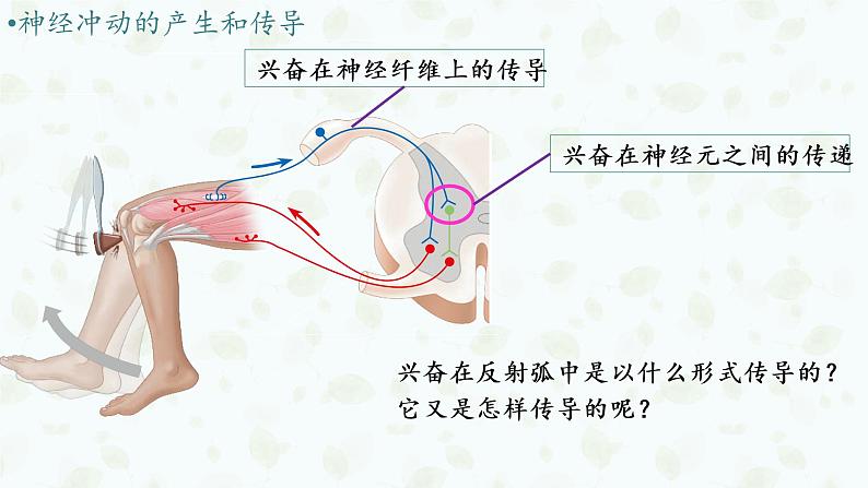 2.3 神经冲动的产生和传导 课件-【新教材】2021-2022学年高二生物选择性（2019）必修一第3页