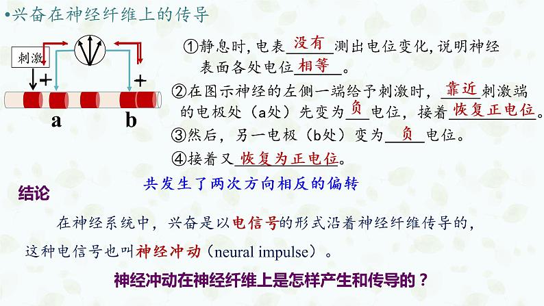 2.3 神经冲动的产生和传导 课件-【新教材】2021-2022学年高二生物选择性（2019）必修一第6页