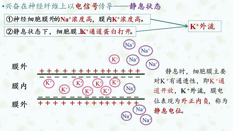 2.3 神经冲动的产生和传导 课件-【新教材】2021-2022学年高二生物选择性（2019）必修一第8页