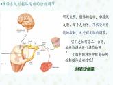 2.4 神经系统的分级调节 课件-【新教材】2021-2022学年高二生物选择性（2019）必修一