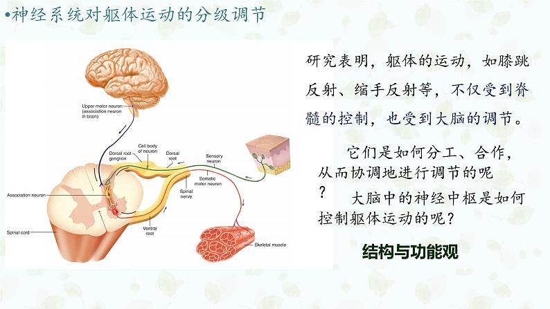 2.4 神经系统的分级调节 课件-【新教材】2021-2022学年高二生物选择性（2019）必修一05