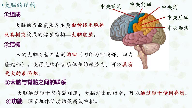 2.4 神经系统的分级调节 课件-【新教材】2021-2022学年高二生物选择性（2019）必修一06