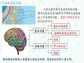 2.5 人脑的高级功能 课件-【新教材】2021-2022学年高二生物选择性（2019）必修一