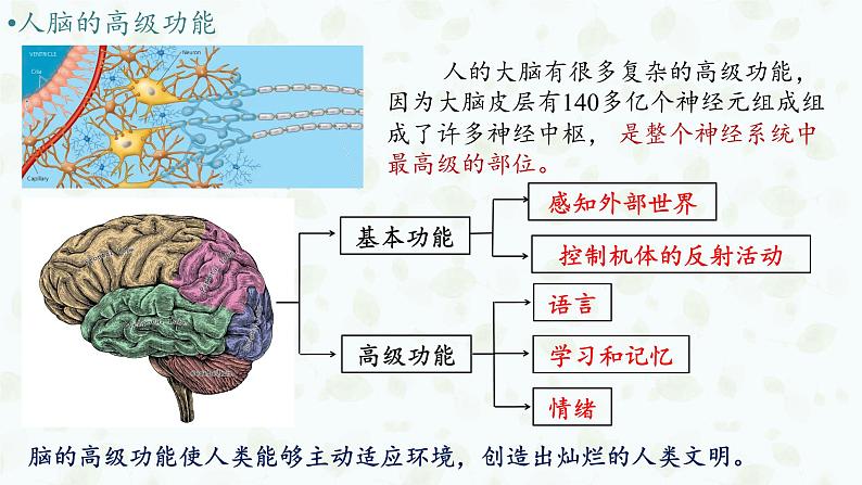 2.5 人脑的高级功能 课件-【新教材】2021-2022学年高二生物选择性（2019）必修一第3页