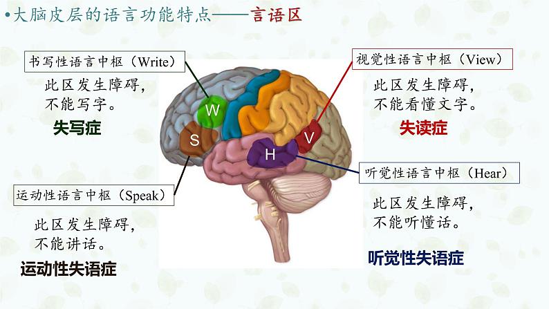 2.5 人脑的高级功能 课件-【新教材】2021-2022学年高二生物选择性（2019）必修一第7页