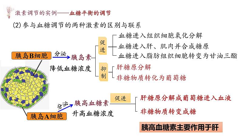 3.2 激素调节的过程 课件-【新教材】2021-2022学年高二生物选择性（2019）必修一07