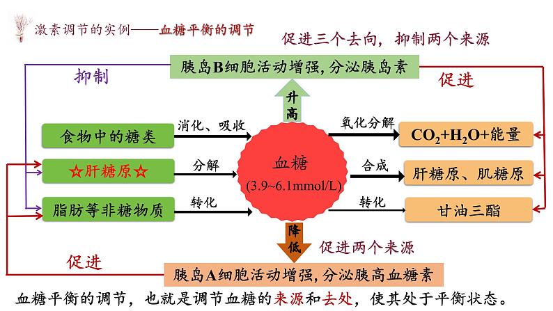 3.2 激素调节的过程 课件-【新教材】2021-2022学年高二生物选择性（2019）必修一08