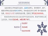 4.1 免疫系统的组成和功能 课件-【新教材】2021-2022学年高二生物选择性（2019）必修一