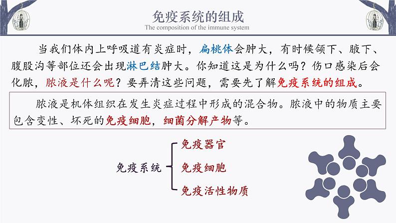 4.1 免疫系统的组成和功能 课件-【新教材】2021-2022学年高二生物选择性（2019）必修一第5页