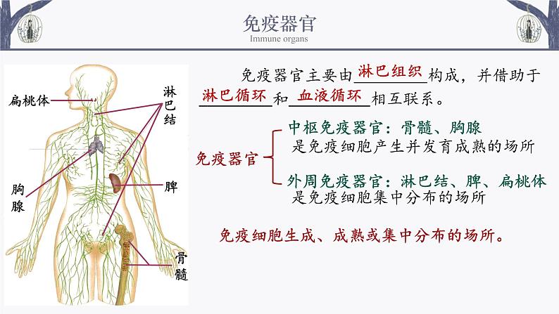 4.1 免疫系统的组成和功能 课件-【新教材】2021-2022学年高二生物选择性（2019）必修一第6页