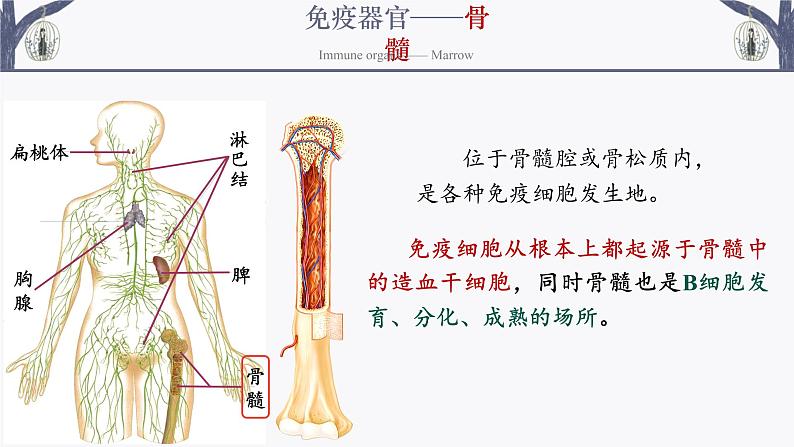 4.1 免疫系统的组成和功能 课件-【新教材】2021-2022学年高二生物选择性（2019）必修一第7页