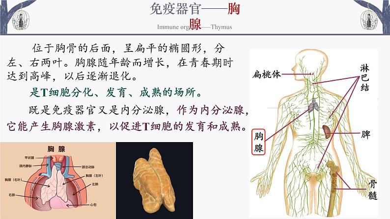 4.1 免疫系统的组成和功能 课件-【新教材】2021-2022学年高二生物选择性（2019）必修一第8页